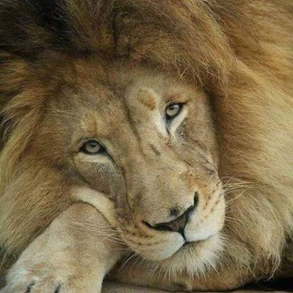 Meet your Posher, Sharon - Picture 1 of 1